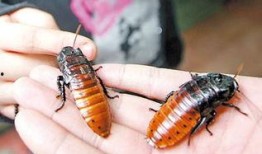 喋血蟑螂在线观看,惊悚悬疑，在线观看带你领略生死边缘